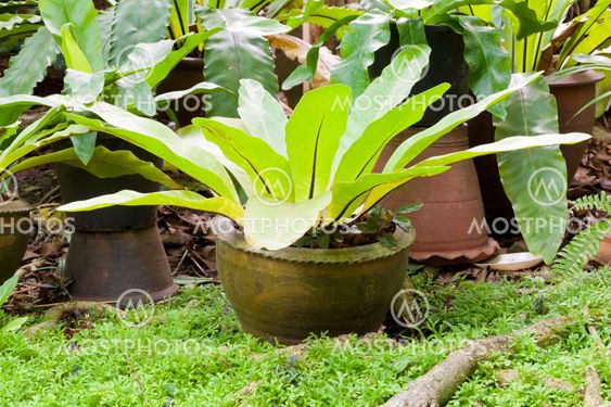 Tropical fern plant in garden