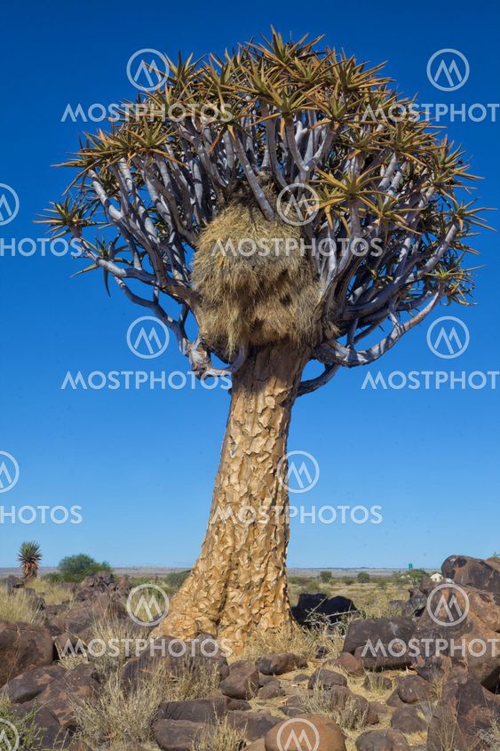 scociable weaver's nest in a quiver tree at the quiver forest tree namibia