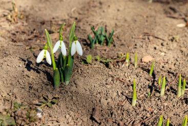 White snowdrop flowers (Galanthus nivalis) on early spring