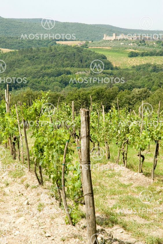 vineyard in Italy