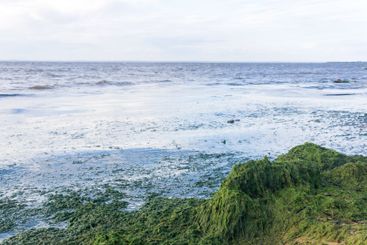 algae proliferating on the seashore during a water bloom