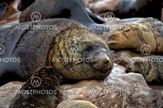 fur seal sleeping on the beach at cape cross seal reserve namibia africa near the skeleton coast