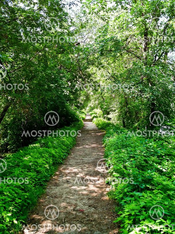 Path in greenery
