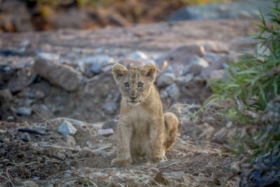 Lion cub sitting in a dry riverbed.