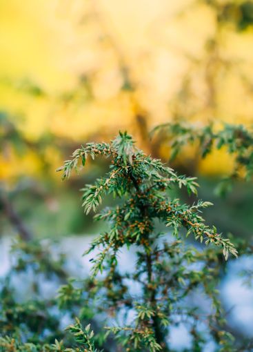 Juniper tree. Juniper branch with berries growing outside.
