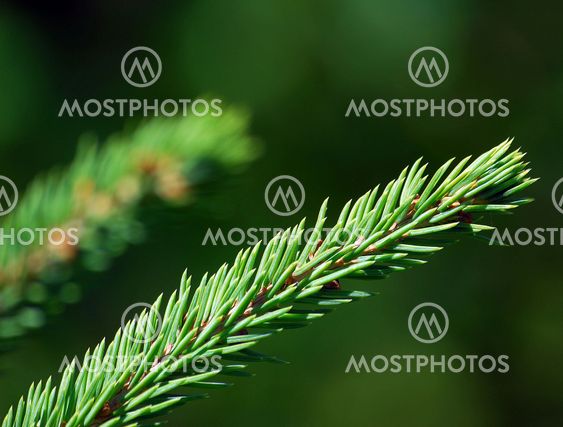 Evergreen branch