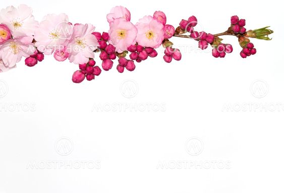 Cherry flowers, white background.