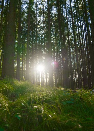 Sunlight Filtering Through Forest Trees. Forest...