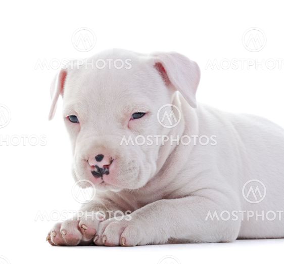 American Staffordshire Terrier