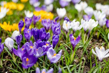 Blooming crocus flowers in the park. Spring landscape.