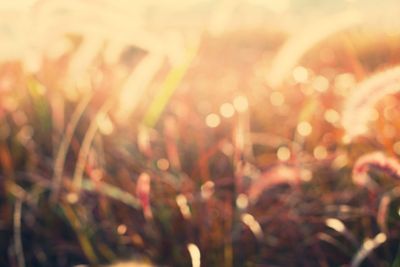 Light through summer grass bokeh Natural background