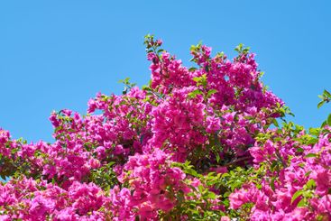Environment, blue sky and flowers in tree for nature and...