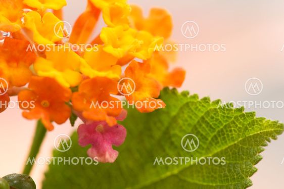 Lantana camara