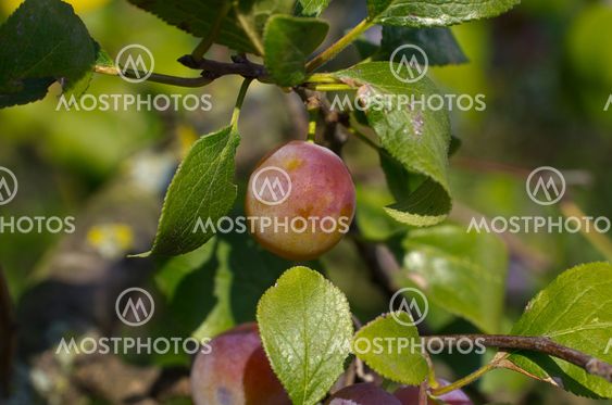Zibarte (Prunus) - Prune