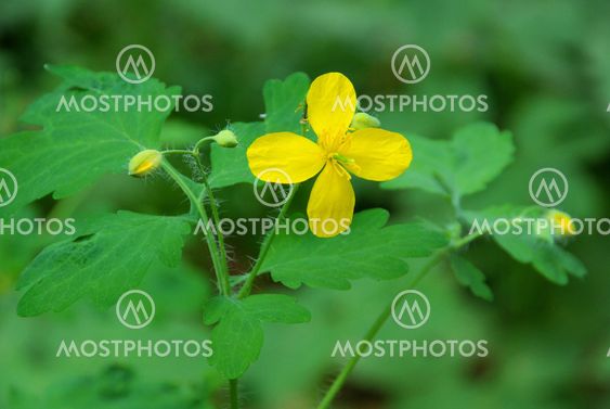 Sch?llkraut - greater celandine 01