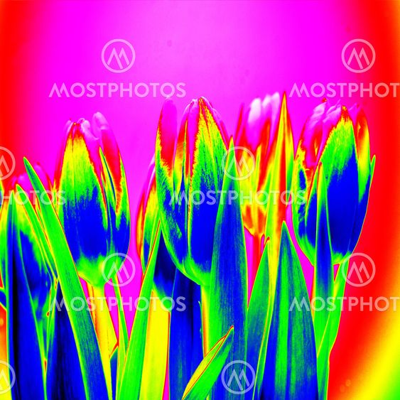 "Infrared flower" by Jakub Hasák Mostphotos