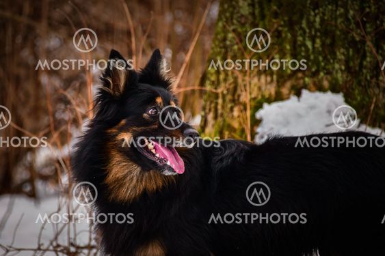 Portrait of Bohemian Shepherd