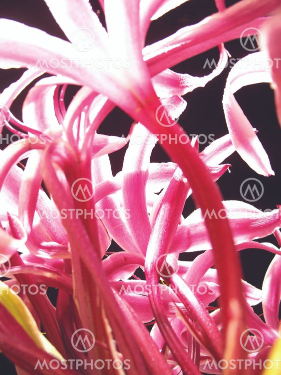 The Giant Spider Lily -3