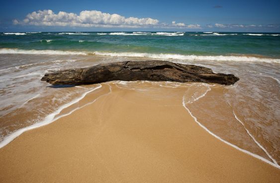 Inviting Tropical Shoreline & Driftwood