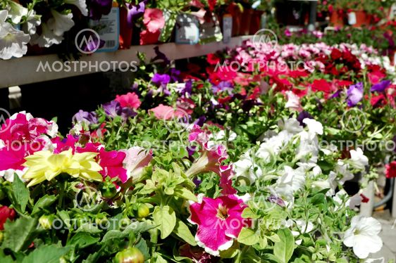 Garden Center