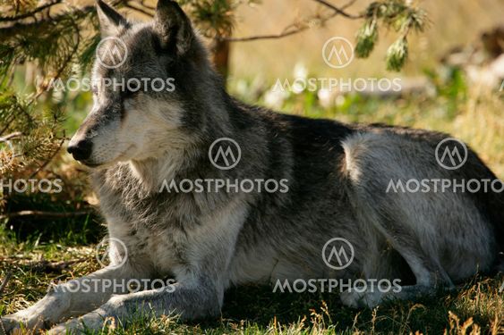 Solace in the Wilderness