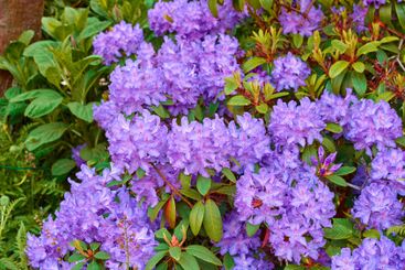 Flowers, nature and garden with bush for summer, season...