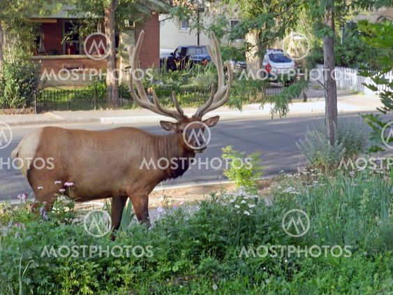 Bull elk in the garden