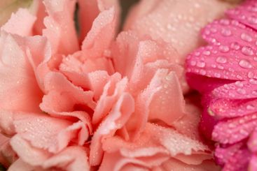 a bouquet of flowers of different colors in drops of water