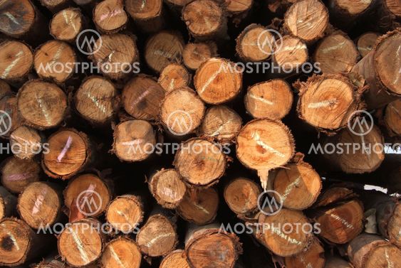 A pile of wood.