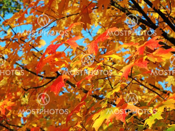 Beautiful colours of Autumn.
