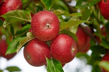 Red apple, fresh and growth in nature, fruit and...