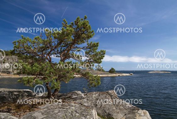 Pine tree on the rocks.