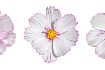 Set of isolated cosmos flowers of gentle pink color....