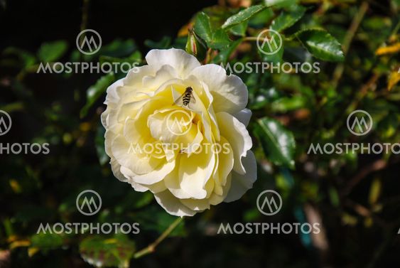 Yellow rose
