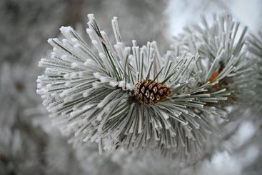 Beautiful winter frost. Branches of pine and cones in...