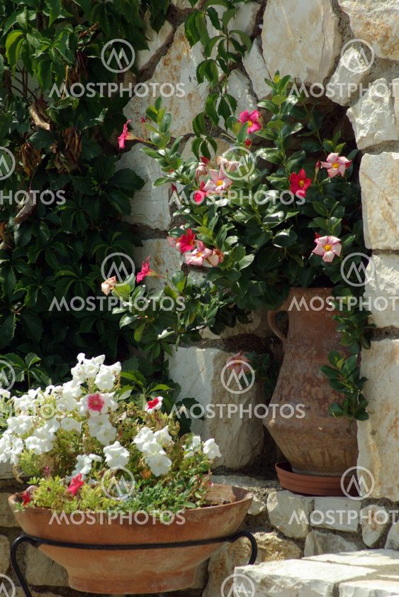 Wall Flowers