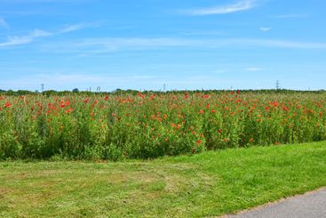 Poppies, outdoor spring and natural peace in...