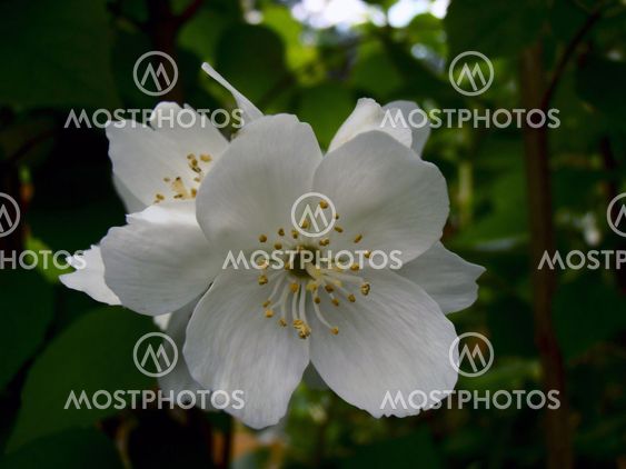 Jasmine flower.