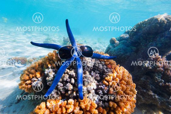 Blue starfish at reef