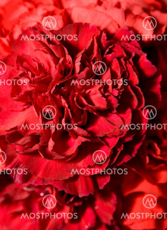 Beautiful carnation flower bud