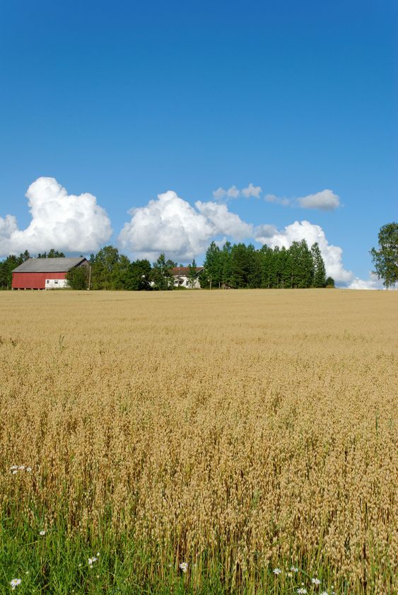 Havre fältet och gården lodrätt