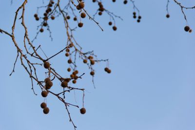 plant, bloom, blossom, environment, ambience, ambient,...