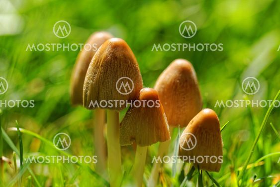 Mushroom