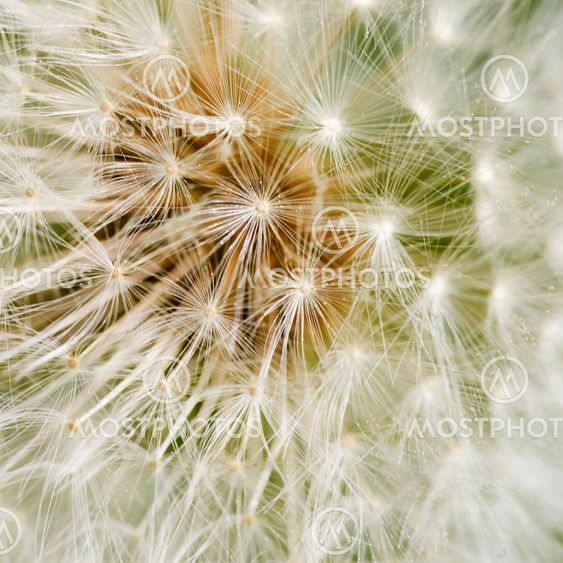 Dandelion tausta