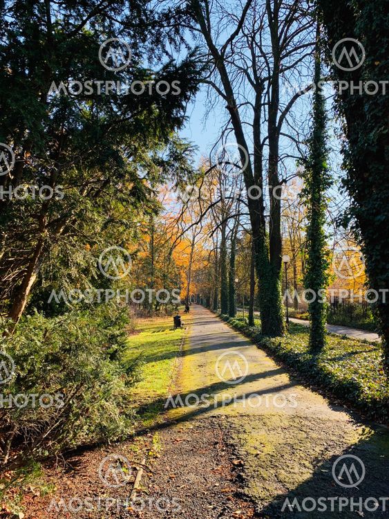 Beautiful lightning in trees in fall time