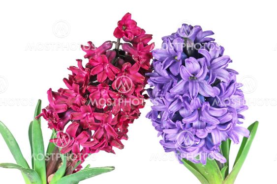 Two hyacinth