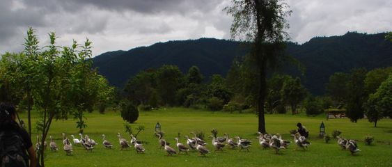 Scene