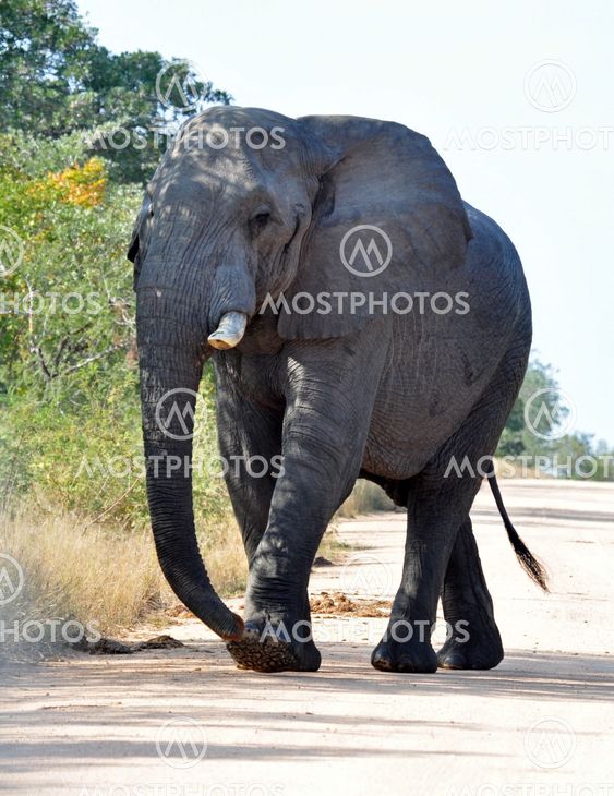 Afrikanske elefant