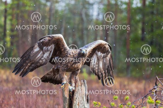Golden eagles, Aquila chrysaetos