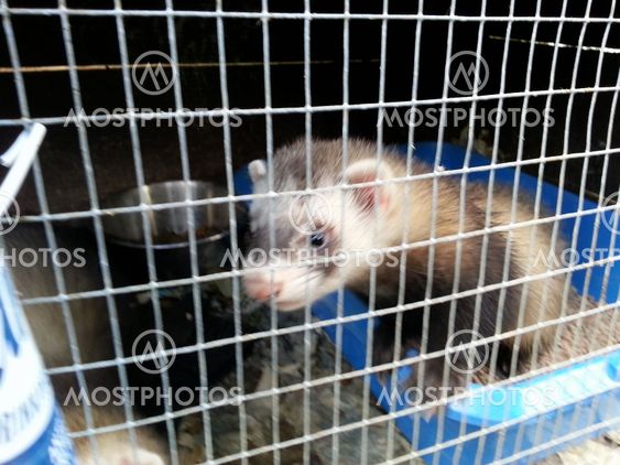 Polecat posing